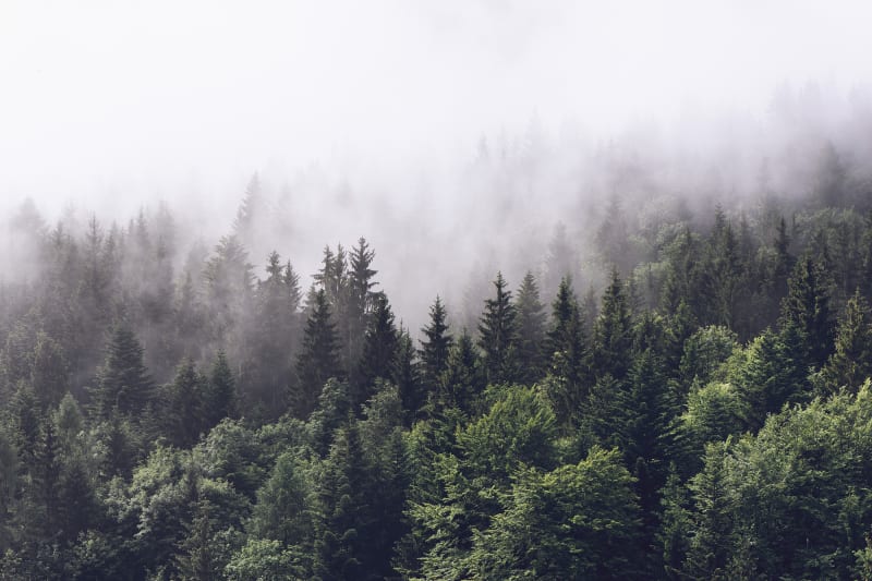 Vixen 🌲 tweet media