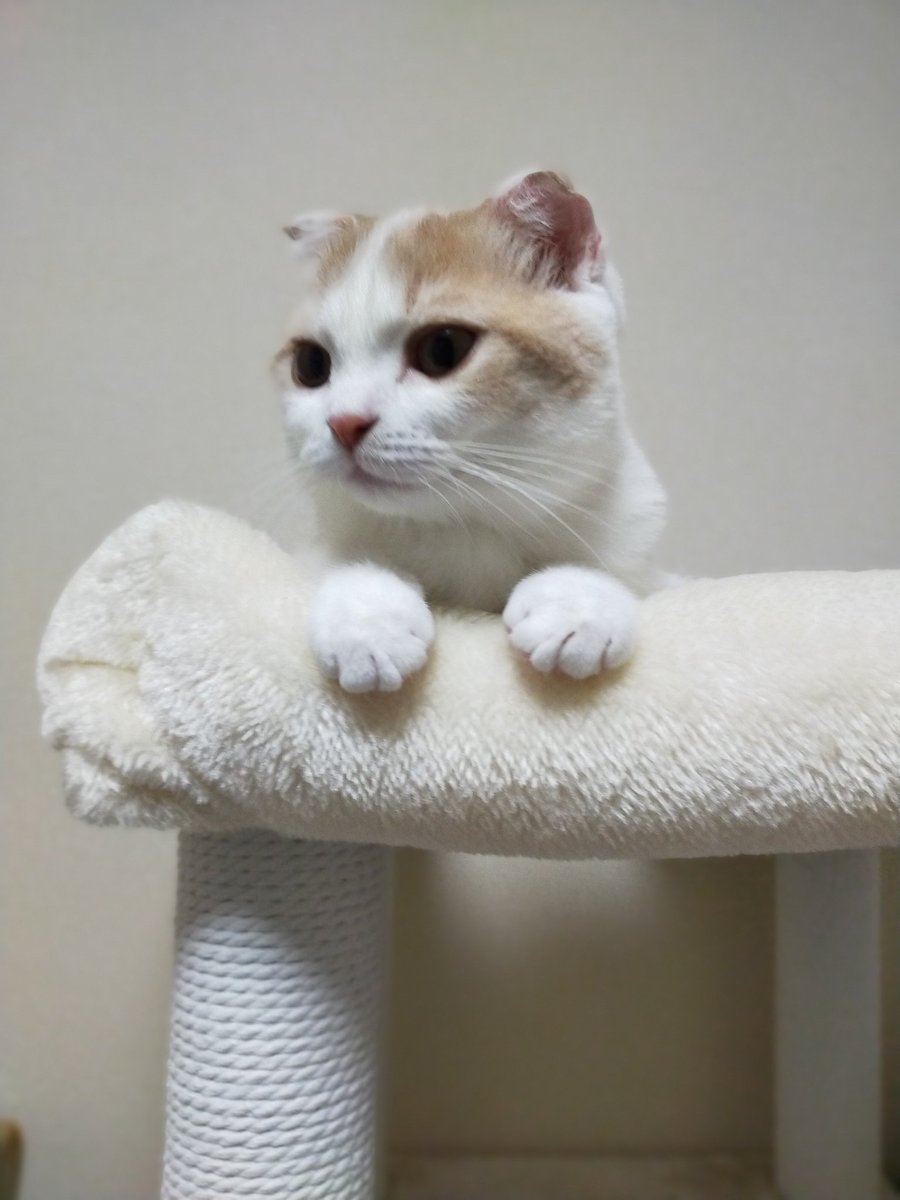クリームパンふたつ、どうぞっ🐾

#猫　#ねこ　#スコティッシュフォールド　#猫好きさんと繋がりたい　#猫の居る暮らし　#cat #catlovers #CatsOfTwitter #tsumugi4month