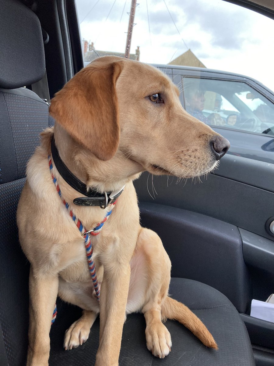 Catheri32273716's tweet photo. I took bear to the groomers for the first time today…. Not embarrassing at all when the lady said yes had to shampoo him 3 times to get him clean 😬 now I have one mardy pup. However he was a good boy 🐶#workingdogs #labradoor #wash #embarrassing https://t.co/bVGPC7lV70