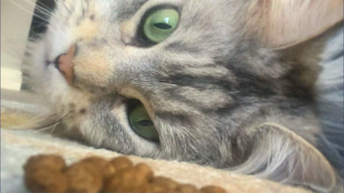 Lovebugpetfood's tweet photo. The look of looooove. How much does your cat love Lovebug!
#insectbasedcatfood #ecocat #responsiblepetownership #catfood https://t.co/S157RPlEBe