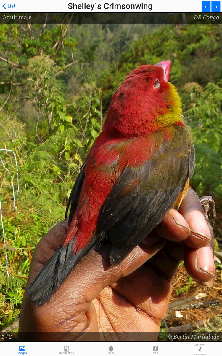 Africabirdclub's tweet photo. Latest version of the Birds of Africa App is available!
29 countries are operational, now including Uganda. Features some excellent images of extremely rare species.
Download for FREE here:
https://t.co/1YnuzSg3hG...
https://t.co/HEXGFNEE35
#birding #Africa #ABCapp https://t.co/5yu5XuwGhV