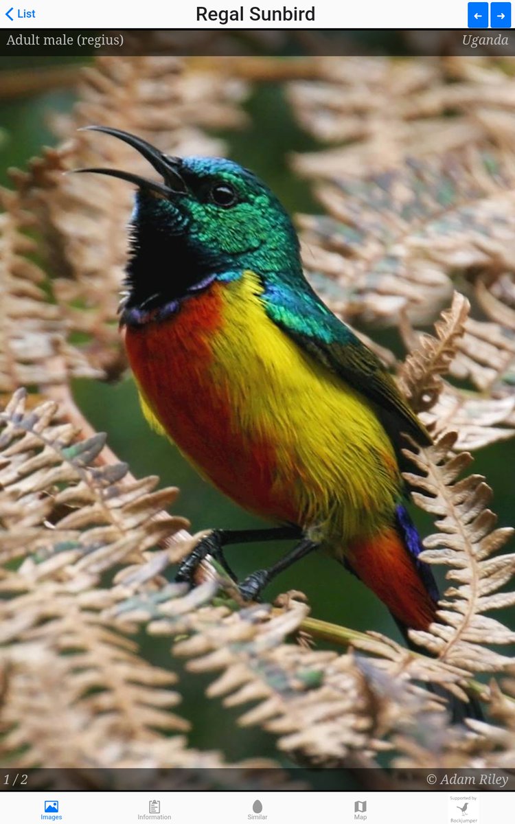 Africabirdclub's tweet photo. Latest version of the Birds of Africa App is available!
29 countries are operational, now including Uganda. Features some excellent images of extremely rare species.
Download for FREE here:
https://t.co/1YnuzSg3hG...
https://t.co/HEXGFNEE35
#birding #Africa #ABCapp https://t.co/5yu5XuwGhV
