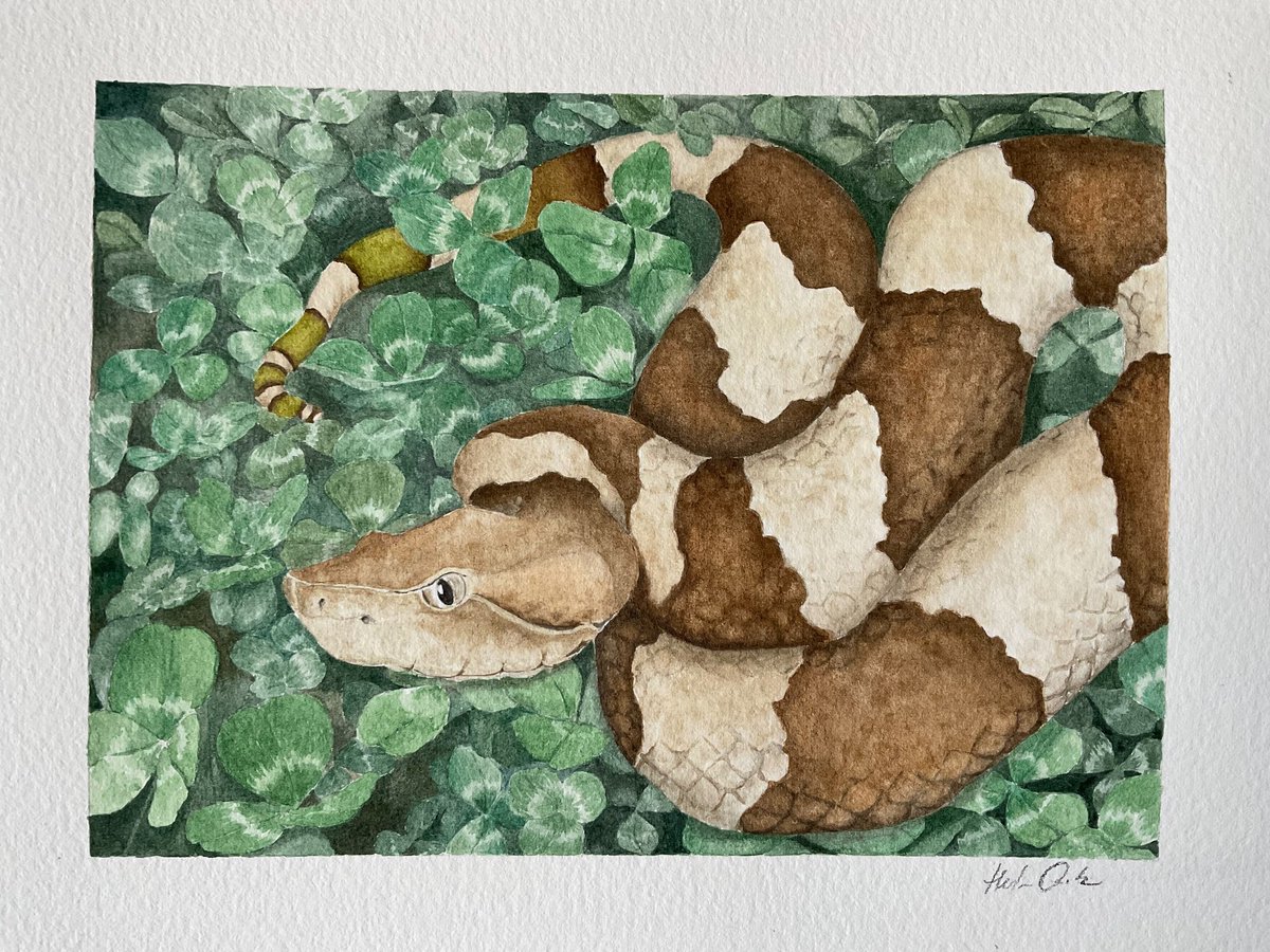 helen v cook tweet media