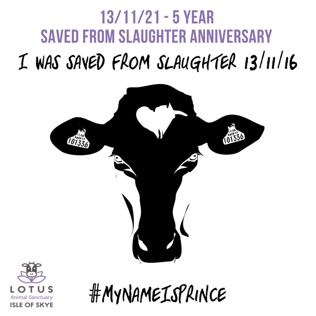 heart_sanctuary's tweet photo. 5 years ago today Prince was Saved from Slaughter #MyNameIsPrince #SaveFromSlaughter #Sentience #Freedom 💜🐮 https://t.co/NAwaIBFnck