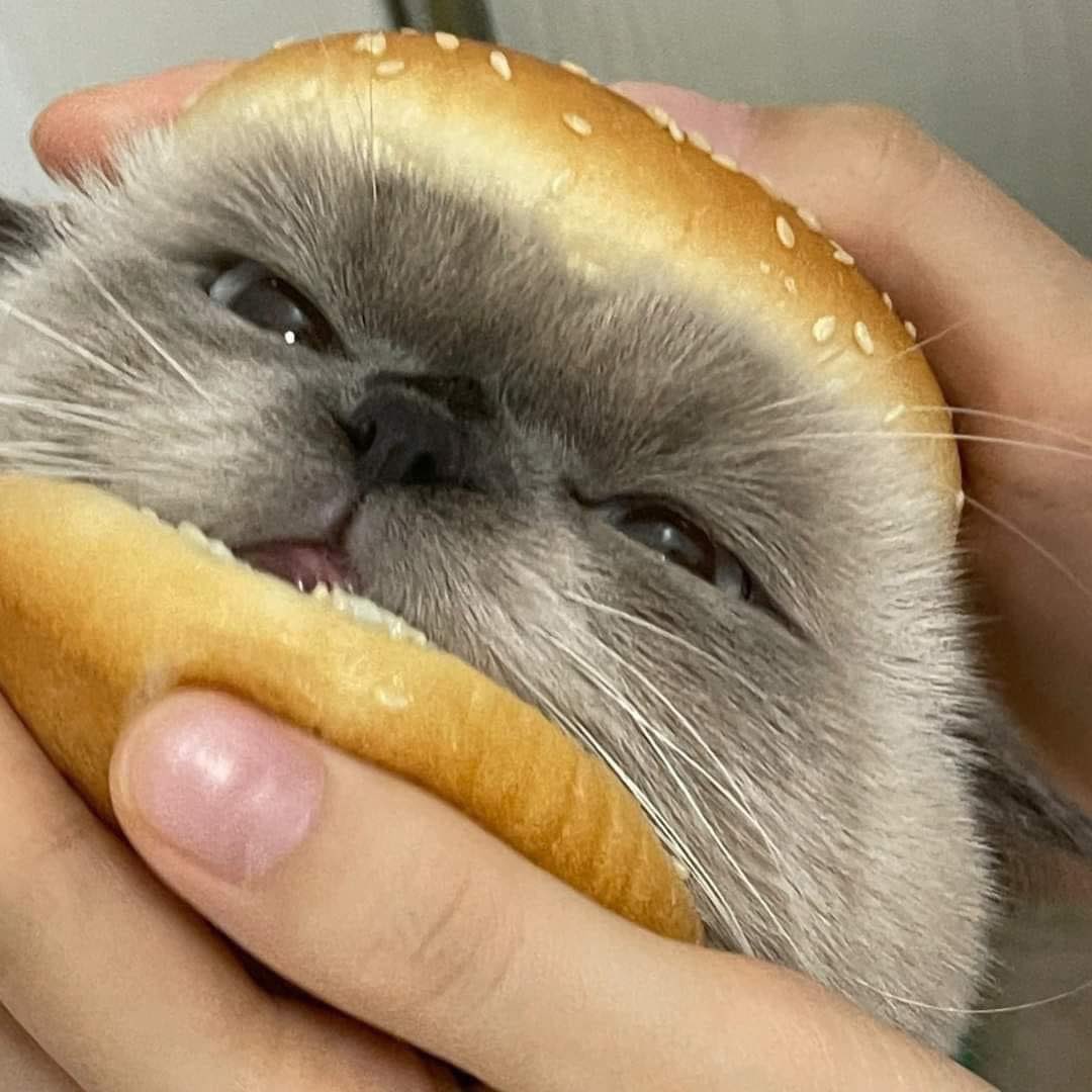Котоеда