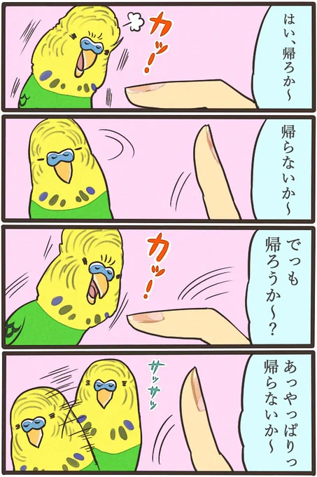 先代インコに通用していた帰宅方法ですが、キハルとシロハルには全く通用しません。頑張って説得しますが、最終的に私にウンコして文句いいながら帰っていく不良インコです。ヤンキーです。 