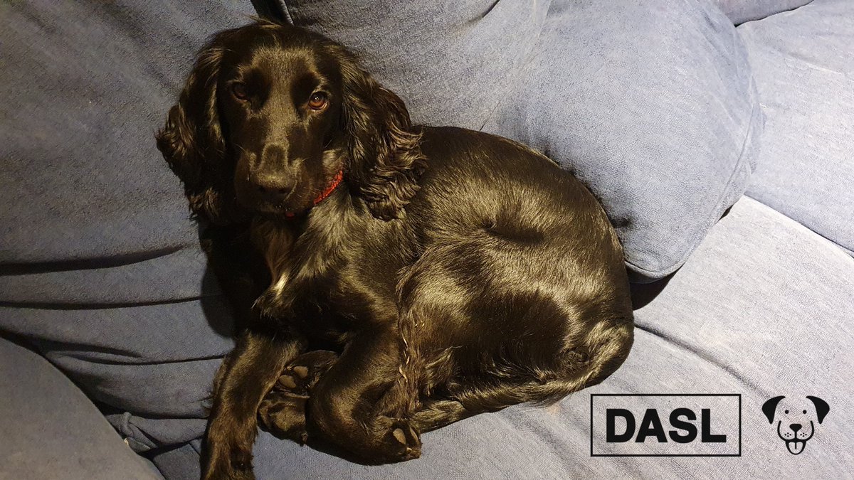 lab577's tweet image. Just another dog photo to brighten up your weekend.

#DASLDog