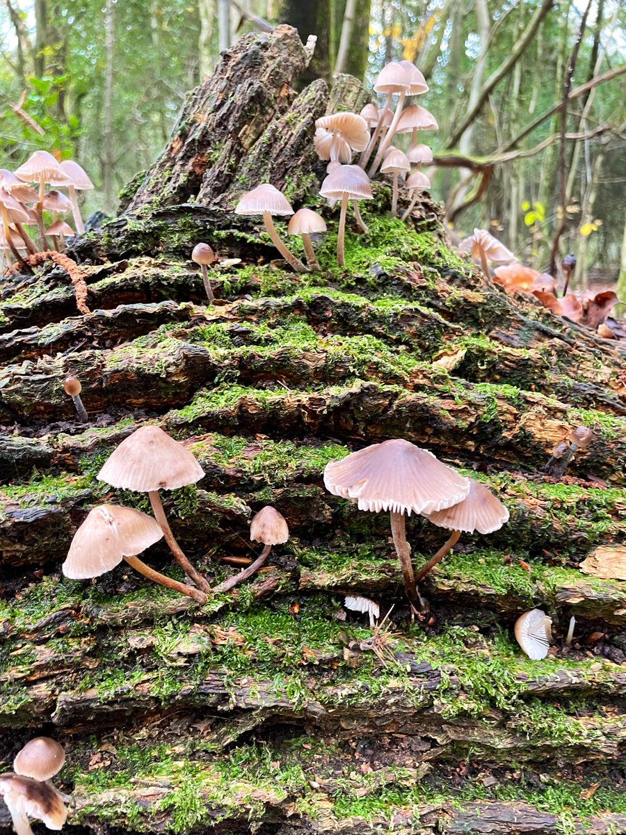 flygirlNHM's tweet photo. I love autumn. The colours, the smells, the forests (in miniature). Love the stags horn fungi on a tree stump @nationaltrust #fungi #Boxhill #nature #oaks #heaths #woodland https://t.co/UhEGf3Hiui