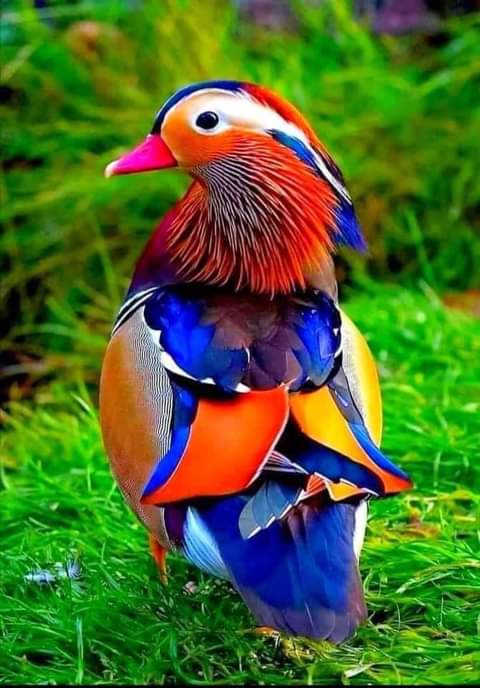 #wildlifephotography #nature #bird