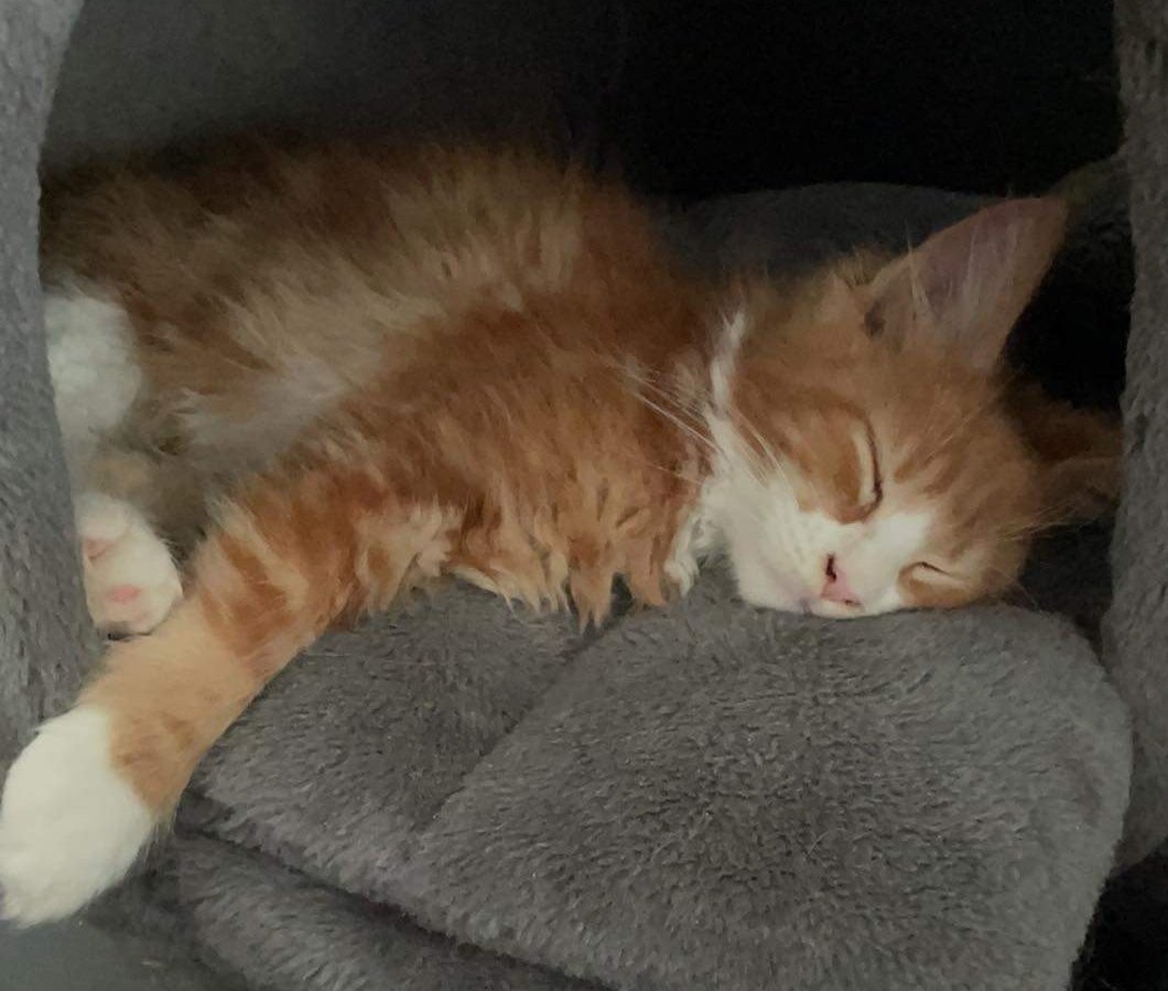 CoonKittys's tweet photo. Guess what I'm getting a baby Brother 🐱🐈😻

We are really struggling to think of a name for him. 

Can you help please? 💙💙

#Caturday #kittensoftwitter #mainecoon #kitty #CatsOfTwitter #CatsOnTwitter #CatsLover #family #CatsLover https://t.co/Wjv3RNQqKj