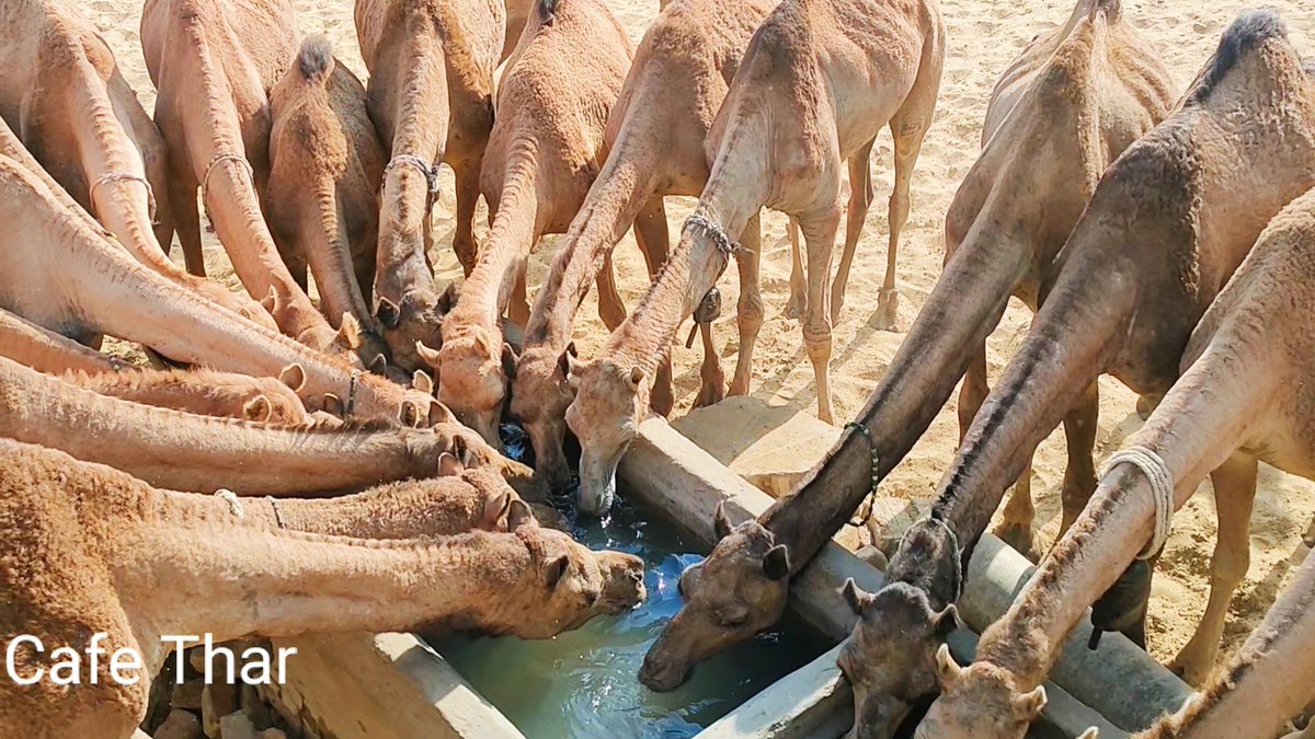piyaroshivani's tweet photo. #CamelFarm
#camel
#camels
#thirstycamel
#camelpose
#camelphotography
#cafethar
#dawndotcom
#thardesert https://t.co/9NkBnzJNUV