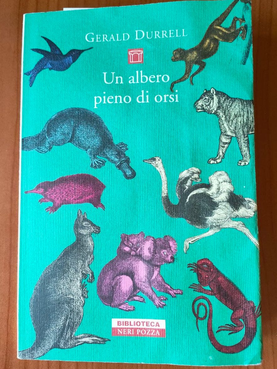 kikagerini's tweet photo. Un albero pieno di orsi (Two in the bush) è un libro in cui fantasticare. 
Chissà, forse @jk_rowling ha preso ispirazione dalla Nuova Zelanda per "Fantastic Beasts and Where to Find Them". Grazie a @NeriPozza la copertina è l'incarto perfetto per questa caramella.
#libridaleggere https://t.co/DFyq6vFloI
