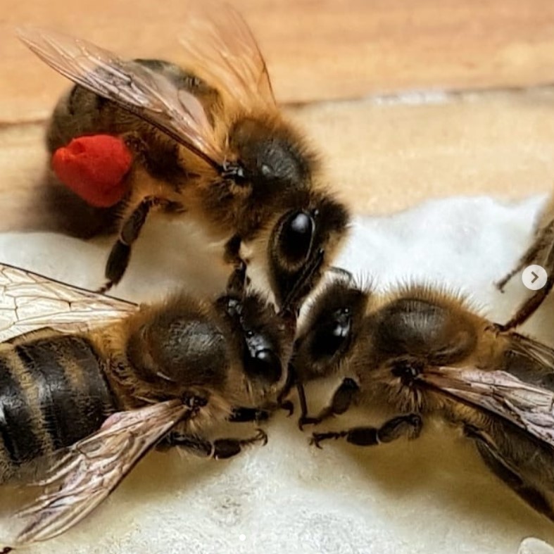 MicheleABrowne's tweet photo. .@GalteeHoney Micheál and Aoife 🙏telling us all about the native Irish honey bee. If you missed last night's episdoe you can listen back on https://t.co/i9SpQh2Wos #nativehoneybee Photo: Aoife NicGiollaCoda https://t.co/Wqxisfcu1i