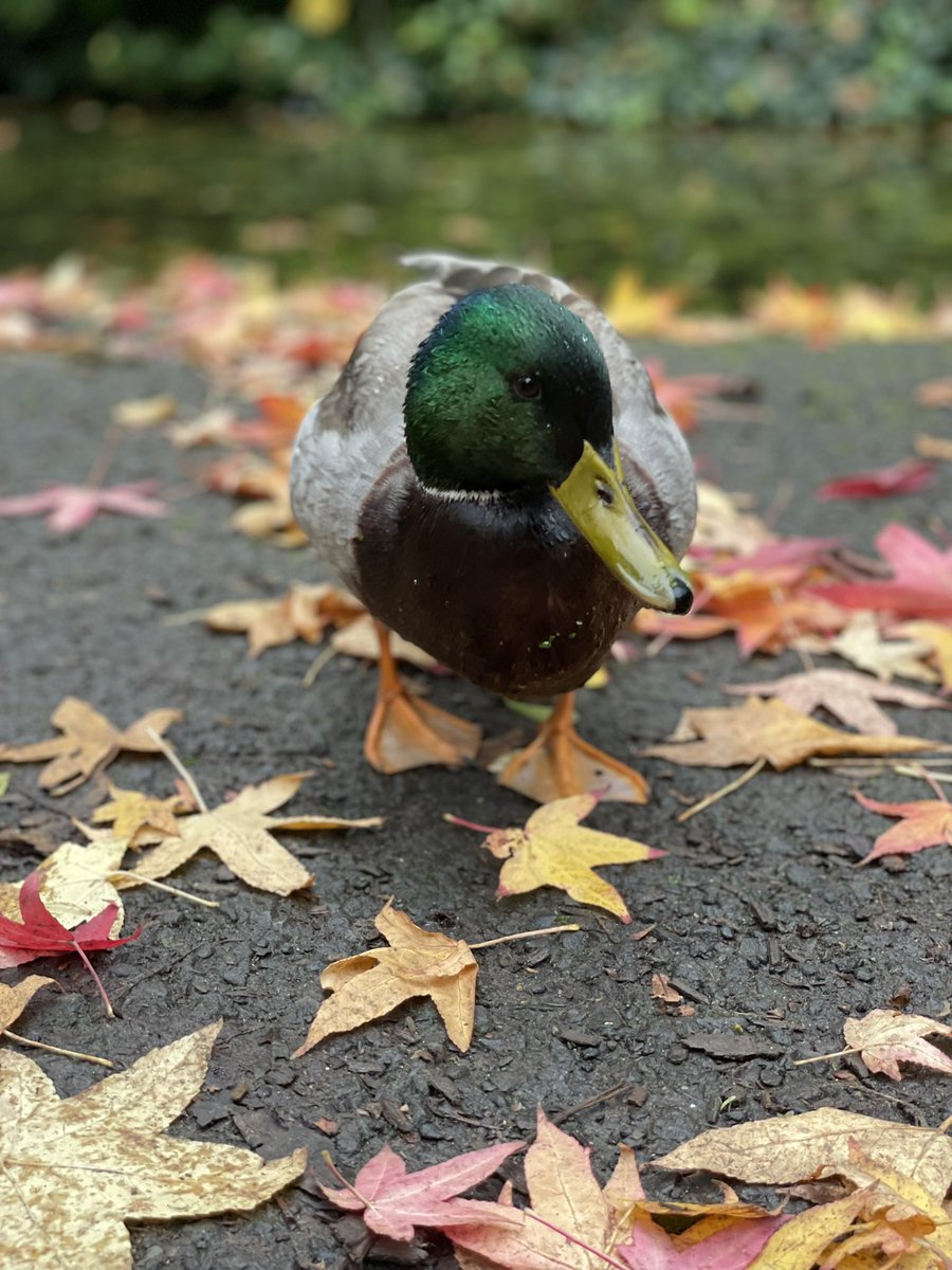 Richard John tweet media