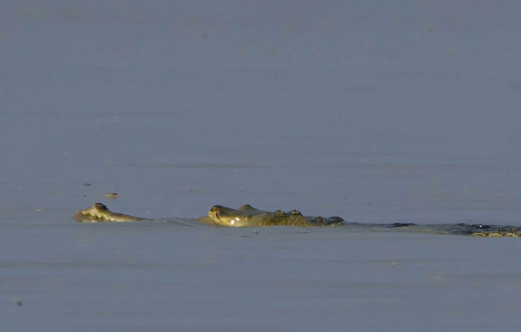 Monitoring a #Gharial moving upstream in Vikramshila Gangetic Dolphin Sanctuary @vgds_dolphin with Dolphin Mitras, a click away from #VikramshilaSetu Sustainable fishing practices are the best way to ensure a sustainable Ganga. Ganga pe jeene walo, Ganga ko jeene do.