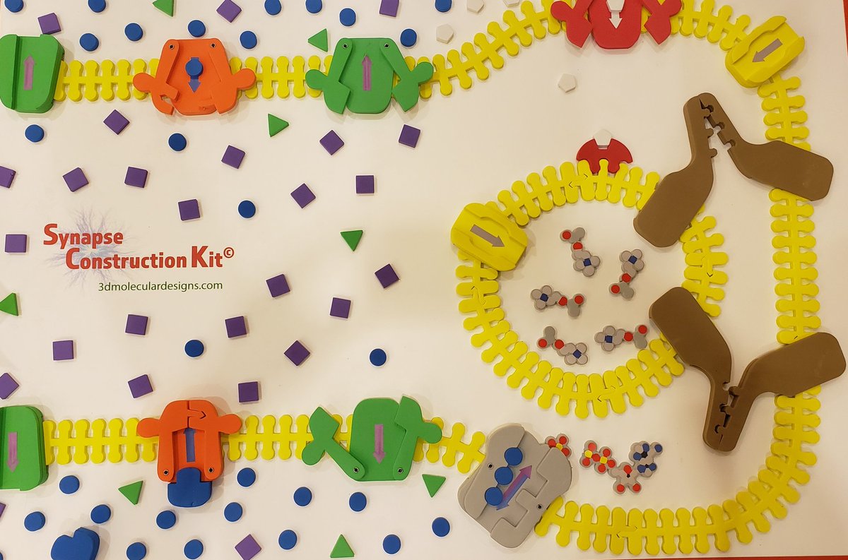 Another EXCITING day at #NSTA21 THREE fantastic workshops this morning!  I'm lucky enough to present 'How Cells Talk -Making Sense of Synapses and Signals' hope to see you there!  @NSTA @STANYSorg @NYSMTP