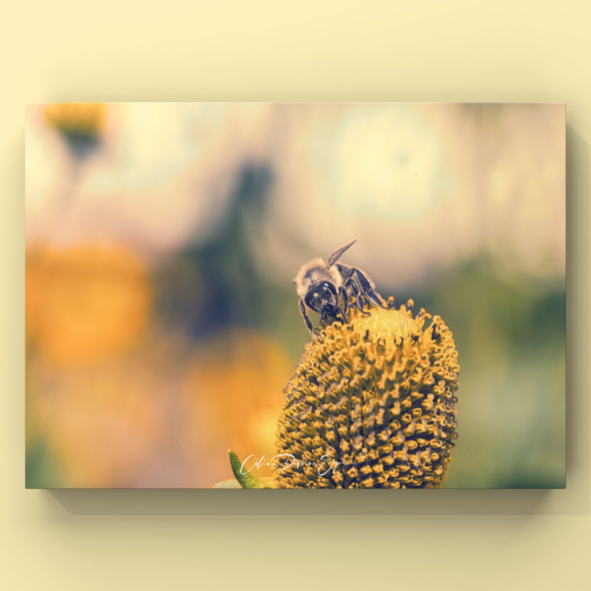 CelinePivoine's tweet photo. Abeille perreuxienne
Tarifs : https://t.co/cOnzHZkHJu
#nature #fleurs #plante #jardin #campagne #diplôméeip #photographe #photo #creativeentrepreneur #destinationphotographer #pistilles #jaune #macro #photographer #femmephotographe #abeille #butiner #macrophotography #bee https://t.co/ZlBPEvO2zr