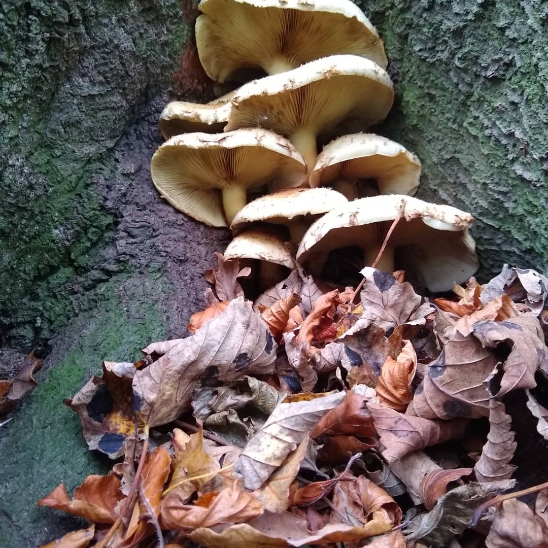 TheNatureMage's tweet photo. A walk in the woods 🧙‍♀️ https://t.co/hGvP7N2fk5