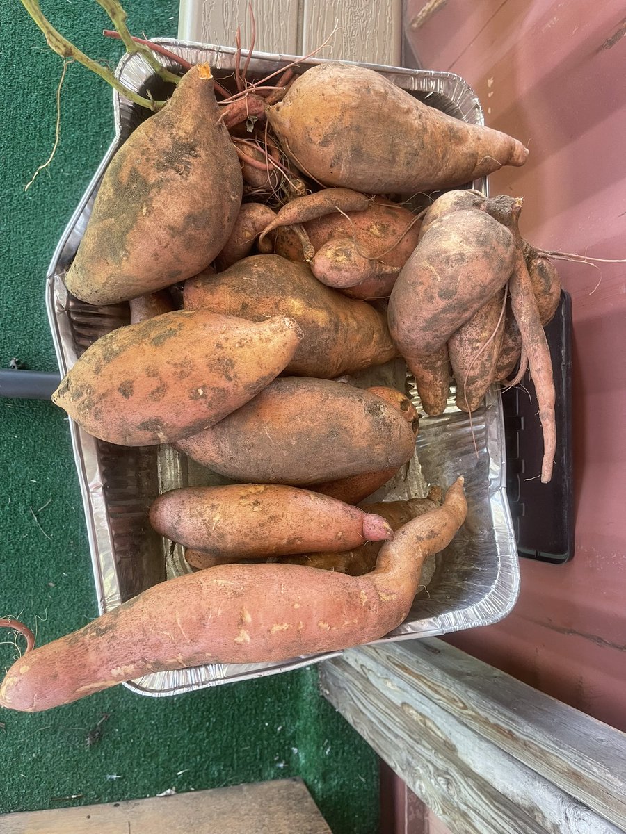 CTJNHS's tweet photo. Great morning at Mrs. Aline’s Community Garden harvesting sweet potatoes! Way to go, Jags! #theneisdway @CTJohnsonHigh @NEISD https://t.co/xvrDdlB6Ii