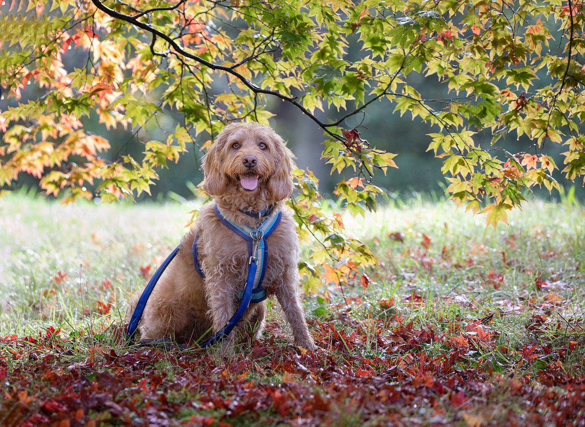Bailey the Doodle tweet media