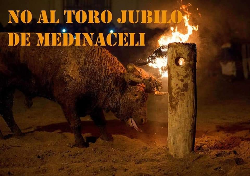 MartinezNevado's tweet photo. .@_Medinaceli 
.@dipsoria 
.@alferma1
.@cyltv 
.@soria_tv 
.@sanchezcastejon
.@miqueliceta
#MedinaceliVergüenzaNacional 
#NoMásToroJubilo Los políticos que tenemos priorizan la violencia al bienestar de las personas. https://t.co/nKM8wnto4P