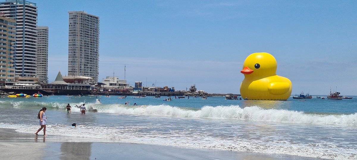 patriciavidal20's tweet photo. Creo que hace mucho tiempo no teníamos algo que nos sacara una sonrisa en #Iquique #patodehule https://t.co/MHGuYBSqez