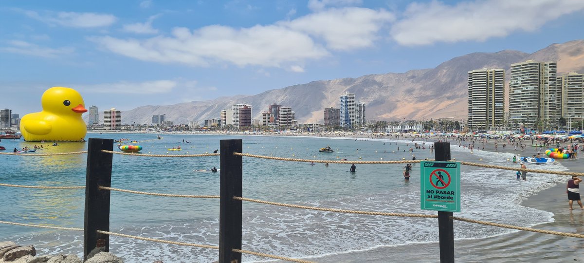 patriciavidal20's tweet photo. Creo que hace mucho tiempo no teníamos algo que nos sacara una sonrisa en #Iquique #patodehule https://t.co/MHGuYBSqez