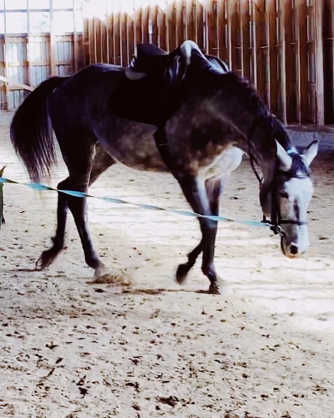 equestrianbandb's tweet photo. Stretch! 💕 https://t.co/rRQZQ1qKxw