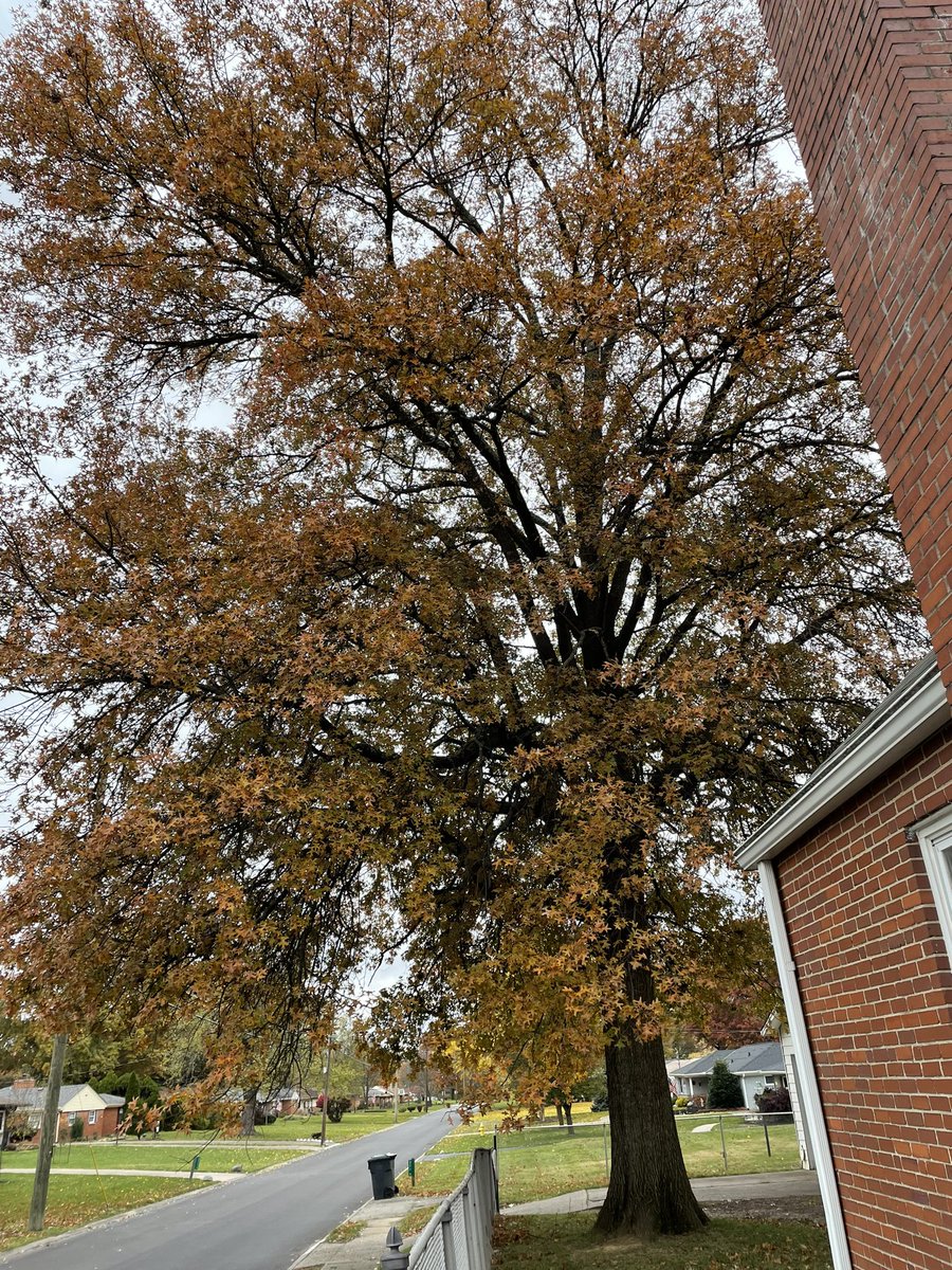 JJBeresford81's tweet photo. Meanwhile… Listening to the sounds of #leafblowers &amp; #lawnmowers throughout the neighborhood. I always wonder why my tree has to be the last one to drop leaves. #FallColours @CincyProblems @STIHLUSA #backpackblower is ready. https://t.co/VflJwWjmkF