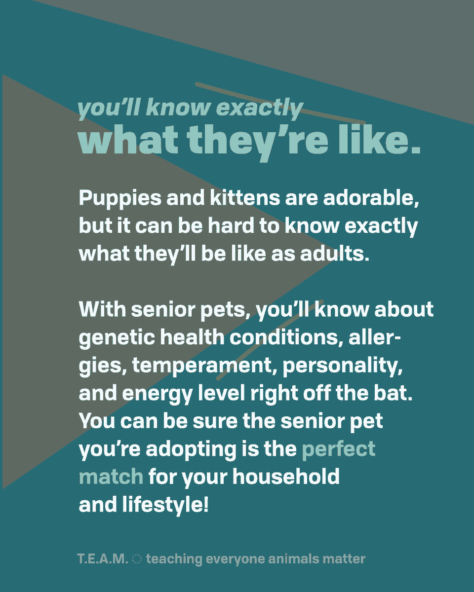 TEAM4Bradshaw's tweet photo. Happy adopt a senior pet month! Check the slides below for some reasons why senior pets are the best! 👇
#adoptaseniorpetmonth #seniorpetsrule https://t.co/tyCLwz9s0Z