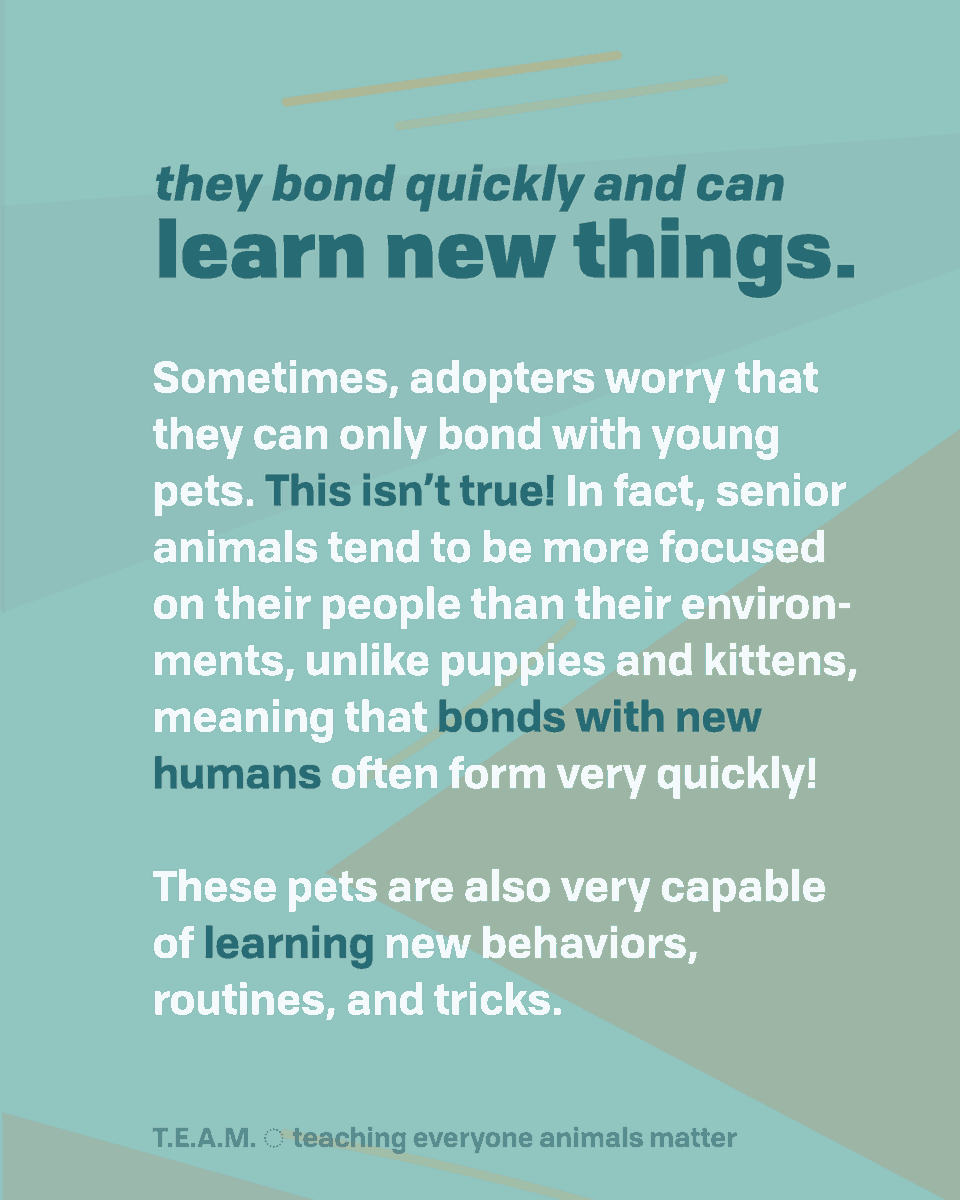 TEAM4Bradshaw's tweet photo. Happy adopt a senior pet month! Check the slides below for some reasons why senior pets are the best! 👇
#adoptaseniorpetmonth #seniorpetsrule https://t.co/tyCLwz9s0Z