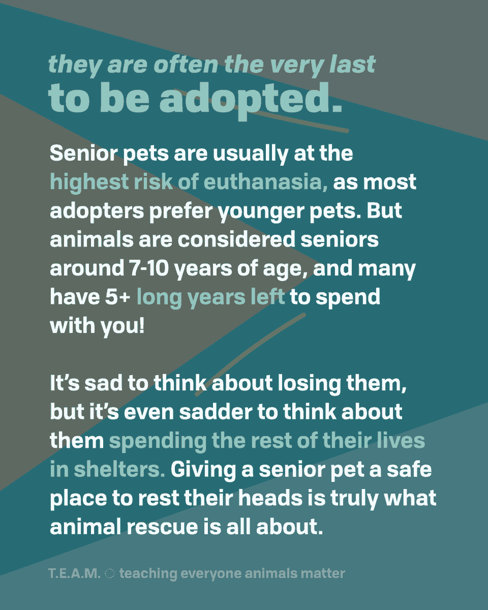 TEAM4Bradshaw's tweet photo. Happy adopt a senior pet month! Check the slides below for some reasons why senior pets are the best! 👇
#adoptaseniorpetmonth #seniorpetsrule https://t.co/tyCLwz9s0Z