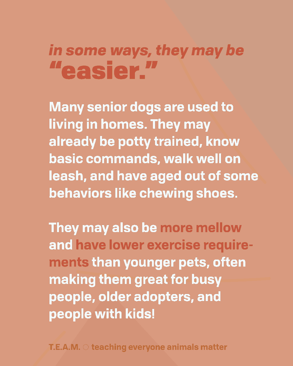 TEAM4Bradshaw's tweet photo. Happy adopt a senior pet month! Check the slides below for some reasons why senior pets are the best! 👇
#adoptaseniorpetmonth #seniorpetsrule https://t.co/tyCLwz9s0Z