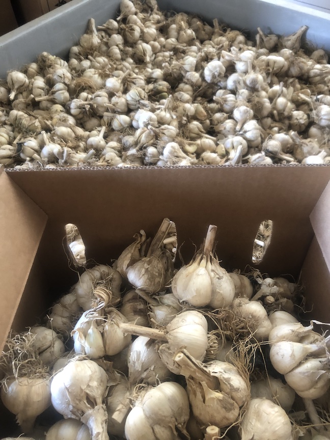 dougoster1's tweet photo. It's time to plant garlic and nothing compares to fresh garden bulbs.
Only home gardeners get six harvests from one planting.
Here's how it's done- https://t.co/Ryx0VgYtH5
#garlicrules #plantinggarlic #garlic #organicgarden https://t.co/XB8lxZ4fZa