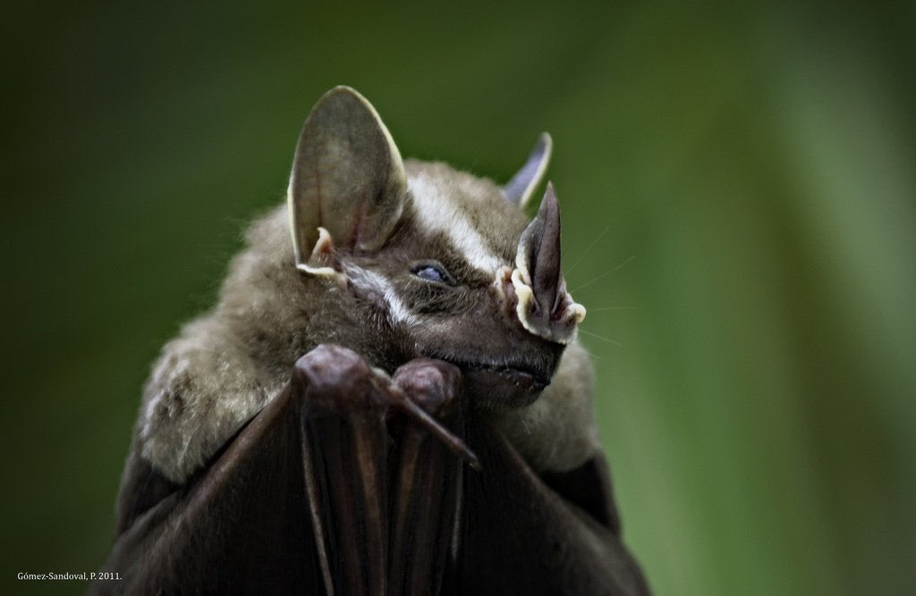 GiveBatsABreak's tweet photo. U day in #BatABC only has one genus option with 5 species, so I’ve chosen:
Uroderma bilobatum
This is the Common tent-making bat! It makes tents. Not the REI kind. No, it constructs tents of the leafy variety and it looks mighty proud of it too
©️Gómez-Sandoval https://t.co/YnnmZXH1sA