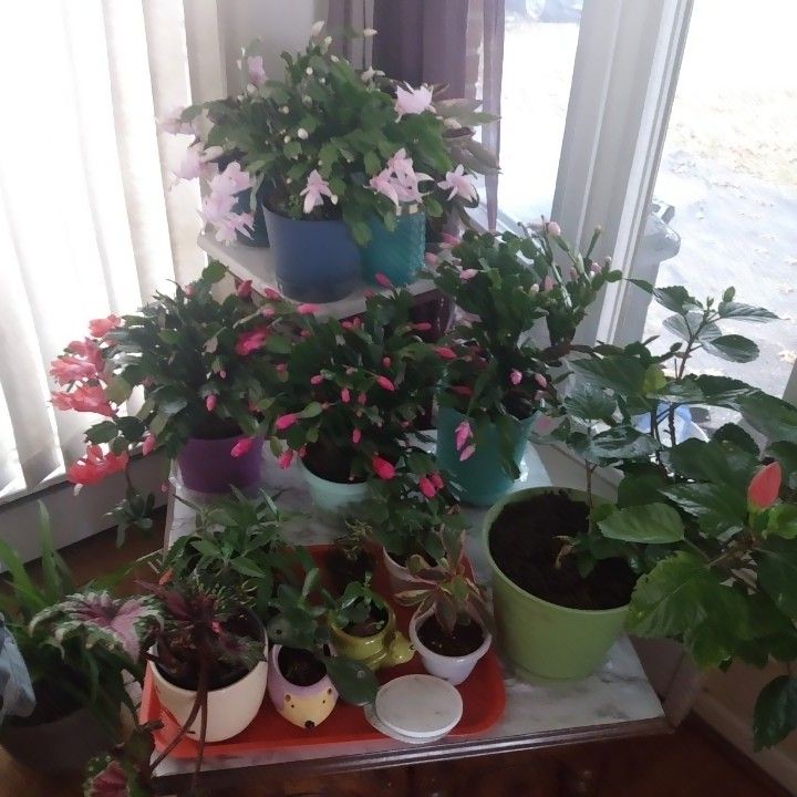 Plantedinlove's tweet photo. #greenthumb #plantaddict I add this bloom booster to all my blooming cactuses. I over dilute it more when I add to my African Violet #GreenThumb https://t.co/X64z4dN0je https://t.co/JHDJlMNTZj
