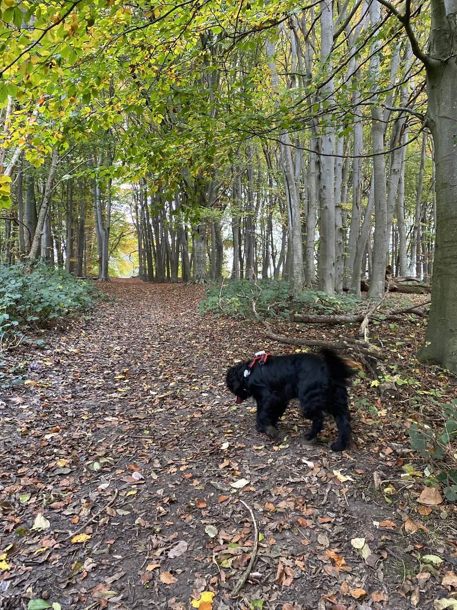 PaddyTheCocker's tweet photo. Explored Lullingstone Country Park this morning. What an amazing place for Spanielling.
Nice, long walk, a dip in the river Darent and then a sausage from the cafe ππ
#DogsOfTwitter
#CockerSpaniel
#Rescuedogs
#BeMoreSpaniel
#LoveLifeLikeASpaniel
#HandsomeSpanielClub https://t.co/DVH3aZch5H