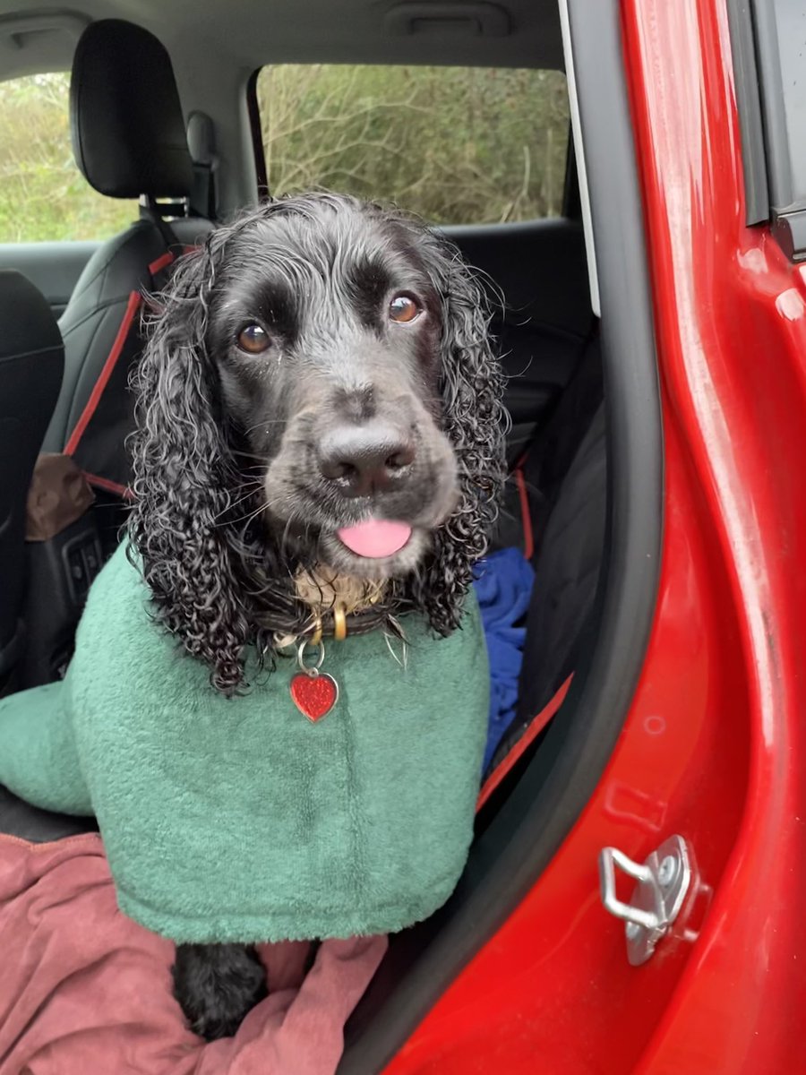 PaddyTheCocker's tweet photo. Explored Lullingstone Country Park this morning. What an amazing place for Spanielling.
Nice, long walk, a dip in the river Darent and then a sausage from the cafe ππ
#DogsOfTwitter
#CockerSpaniel
#Rescuedogs
#BeMoreSpaniel
#LoveLifeLikeASpaniel
#HandsomeSpanielClub https://t.co/DVH3aZch5H