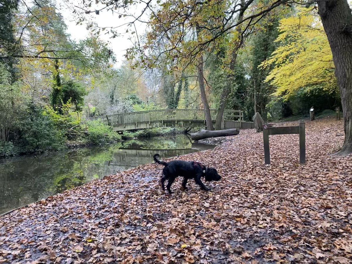 PaddyTheCocker's tweet photo. Explored Lullingstone Country Park this morning. What an amazing place for Spanielling.
Nice, long walk, a dip in the river Darent and then a sausage from the cafe ππ
#DogsOfTwitter
#CockerSpaniel
#Rescuedogs
#BeMoreSpaniel
#LoveLifeLikeASpaniel
#HandsomeSpanielClub https://t.co/DVH3aZch5H