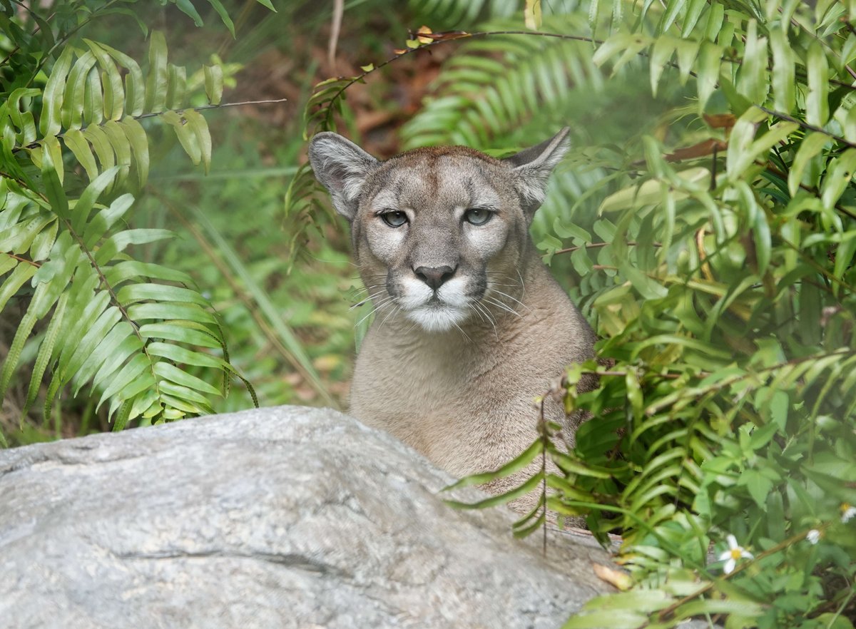 Today we're hosting the annual Florida Panther Festival from 9-1! The event is a chance for guests to learn more about panthers and other local wildlife, and ways to co-exist. 7 area conservation partners will have booths to give info & answer questions.
 
#NaplesZoo #Caturday https://t.co/VgmA0jaiff