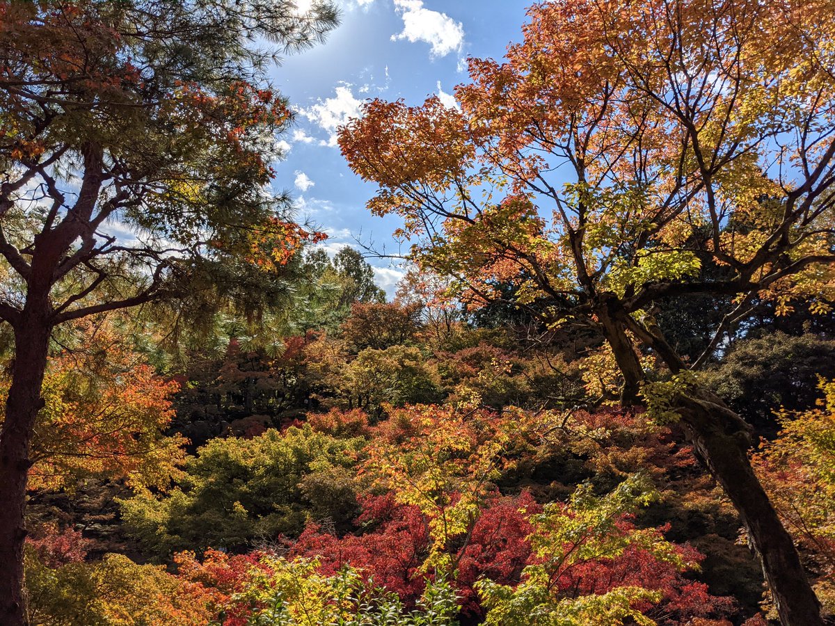 itutabi's tweet photo. 京都の紅葉やば。
久々のツイート。 https://t.co/K4sV8JdCRB