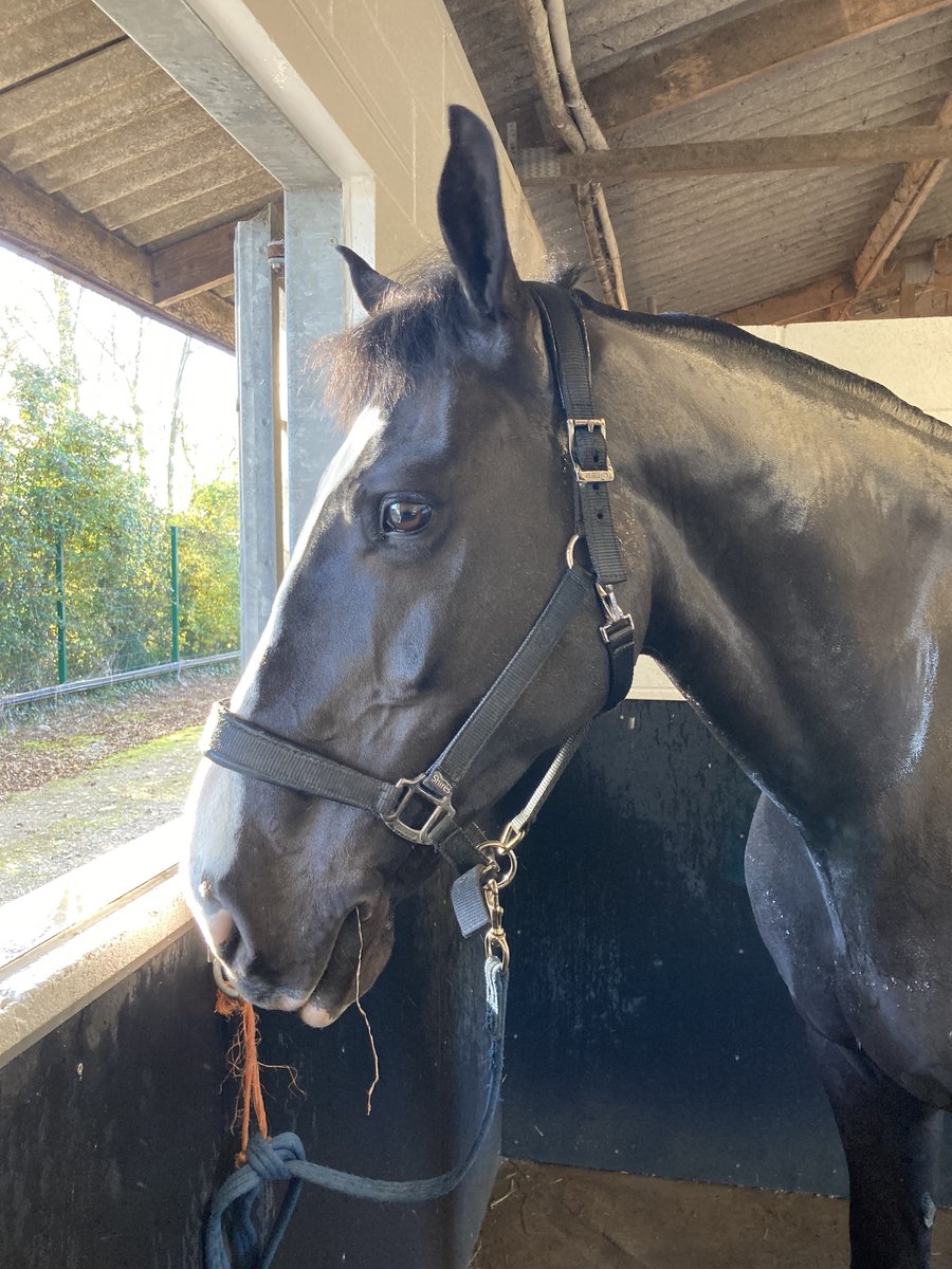 ASPoliceHorses's tweet photo. Prep is well underway for the Remembrance parade tomorrow #smartboys https://t.co/YlSUxy2IDn