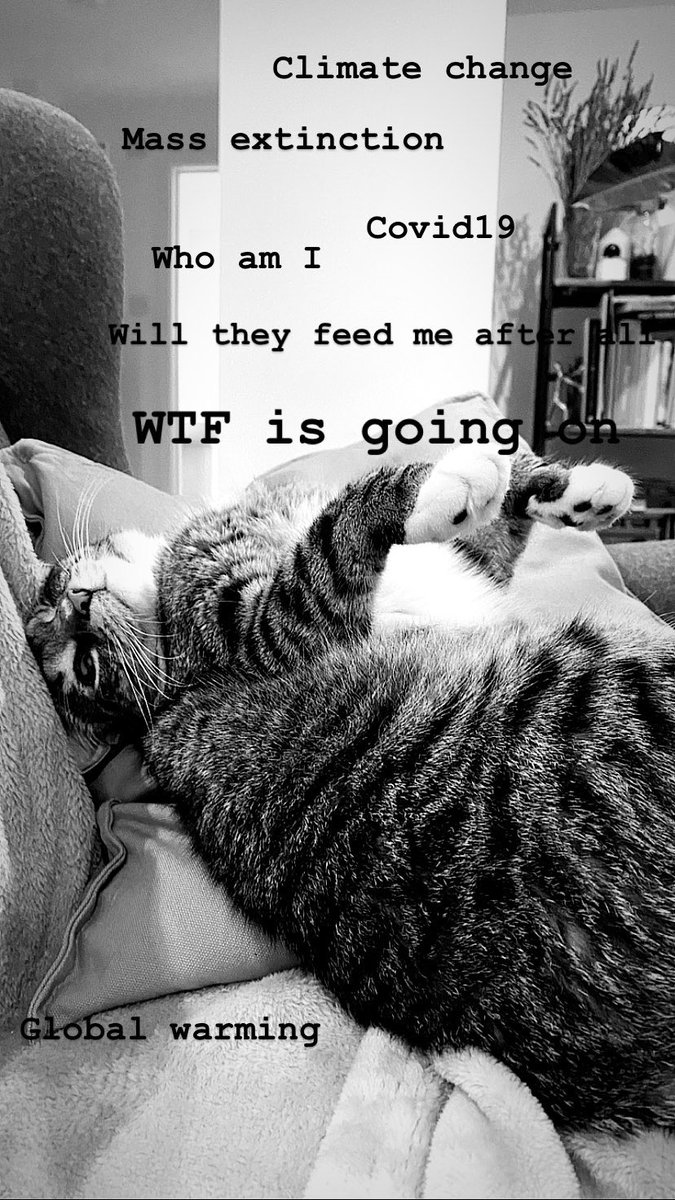 cat__jack tweet picture