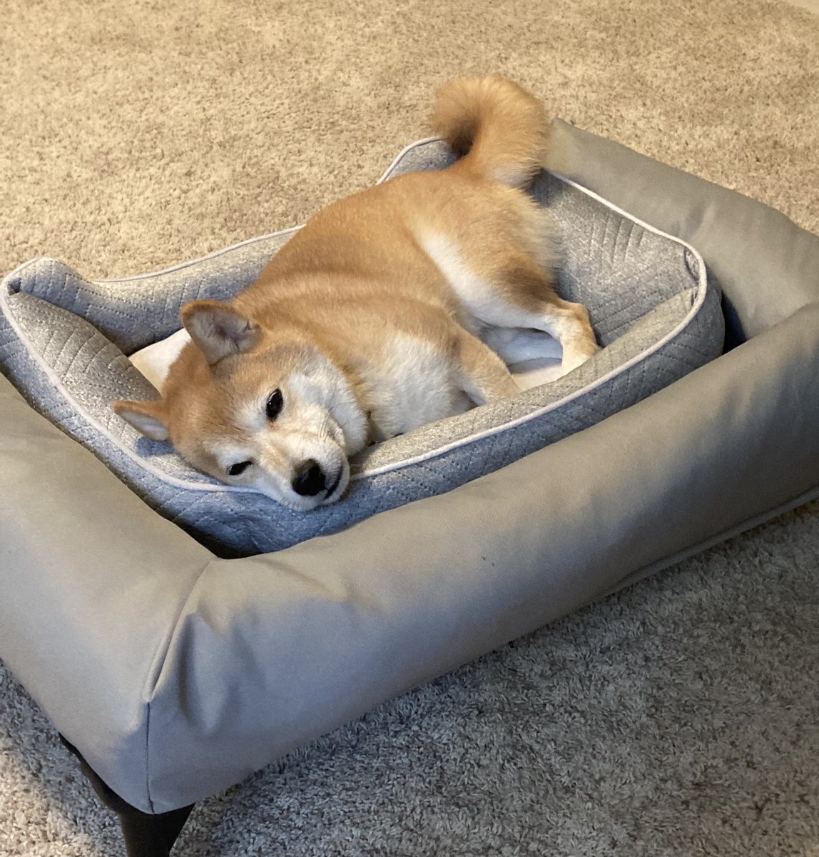Shiba22395966's tweet image. Sleepy 🥱
#shibainu
#intheUS
#fromJPN