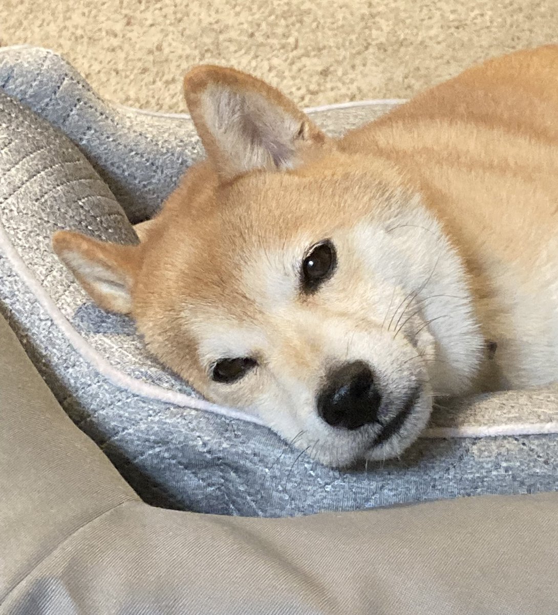 Shiba22395966's tweet image. Sleepy 🥱
#shibainu
#intheUS
#fromJPN