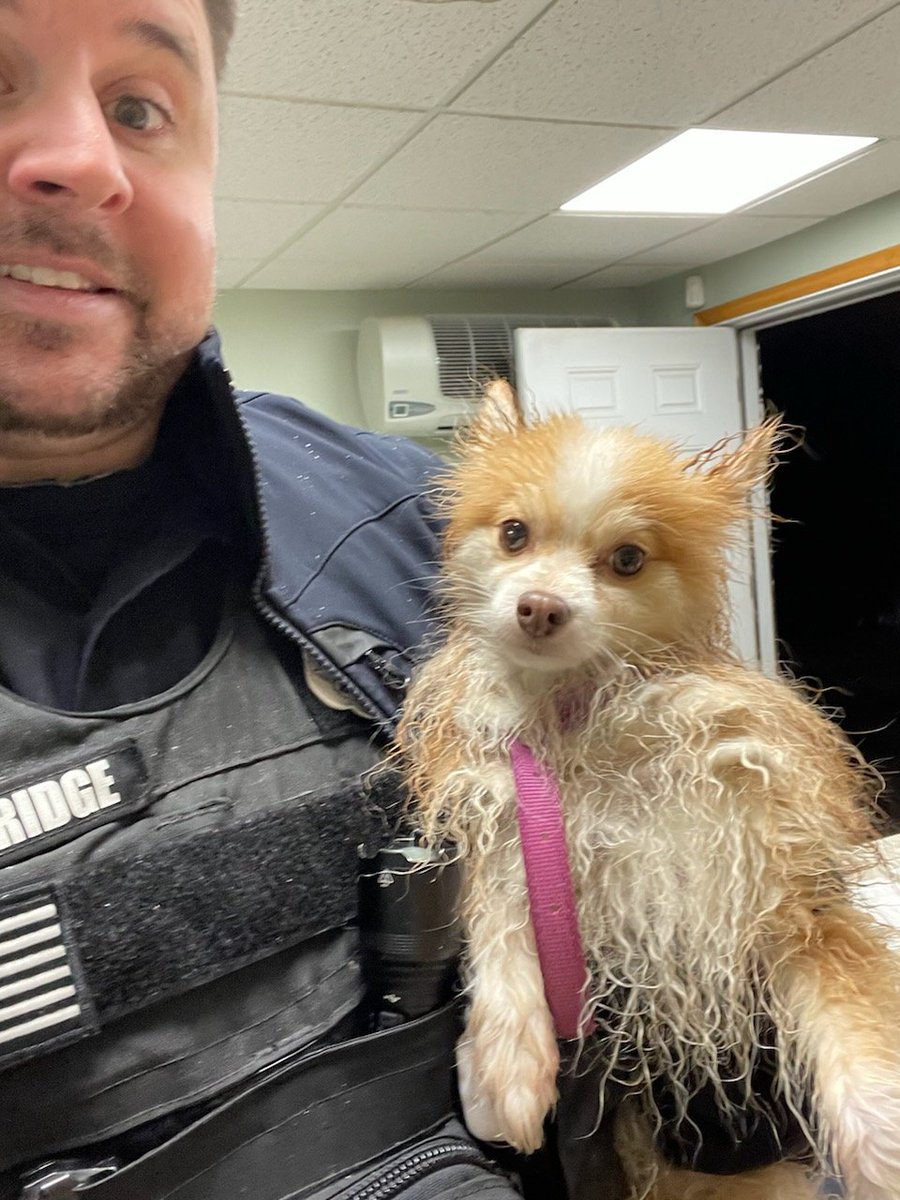 Friendly good girl found on Center Rd in front of Ultima Taco at 2am this morning (maybe looking for tacos?). Pink collar with rhinestones. Goes by Sarah Jessica Barker. Has been checked into our animal shelter for the weekend and could use a day at the salon Monday.