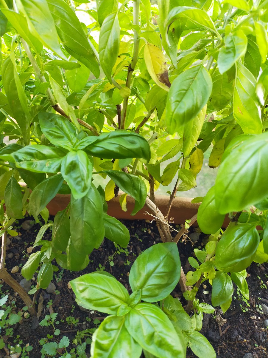 GSlt76's tweet image. 13 novembre
@RobertoRenga