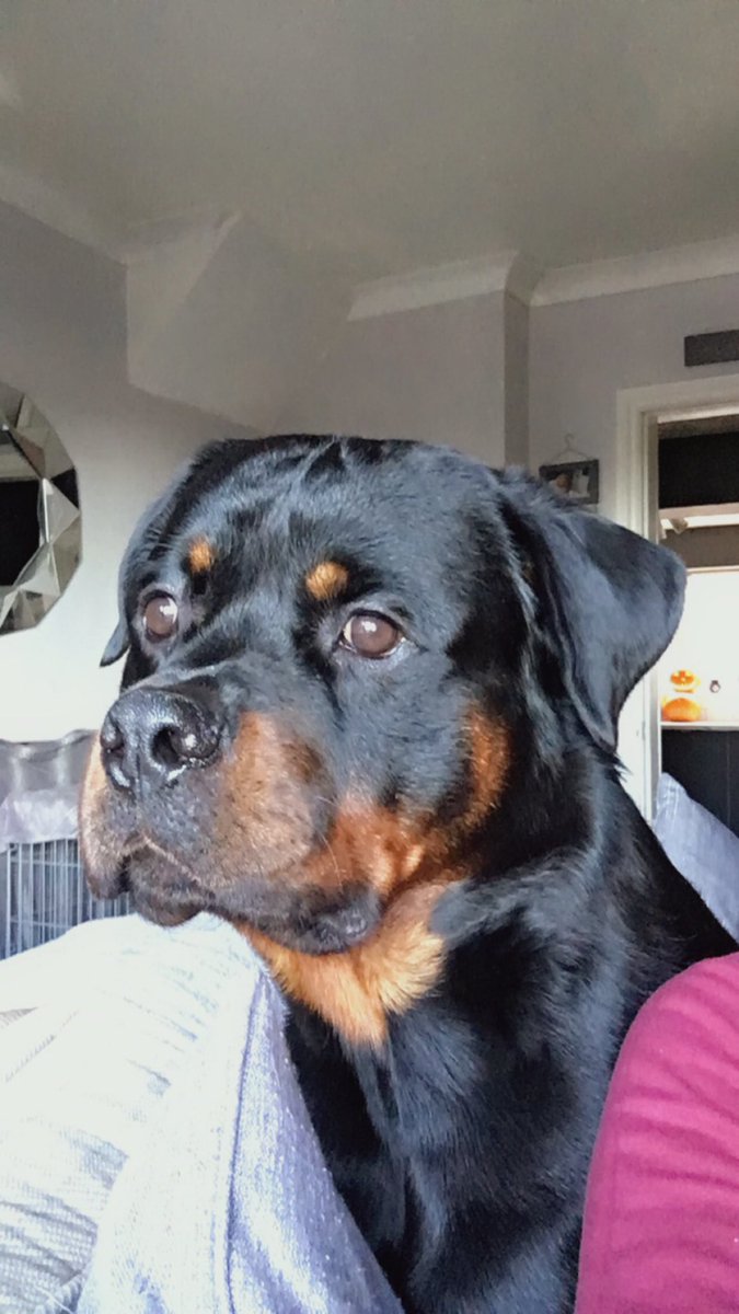 GemaLilley2's tweet photo. My boyo!!! #rottie #rottweiler #myfave #oneofthekids #dog #socute https://t.co/MoQ0zmbElg
