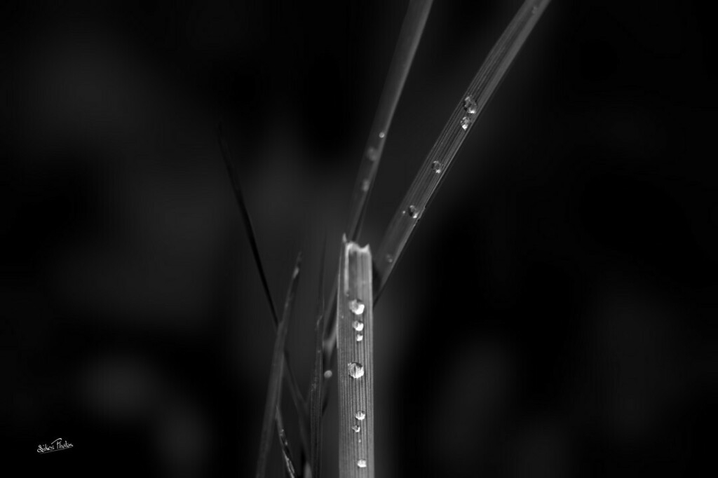 PhotosSikes's tweet photo. Focus On Grass.
#raw_bnw #raw_community #minimalism #bnw #bnwfineart https://t.co/fJxu5CZtGk https://t.co/w3oOSoX3mz