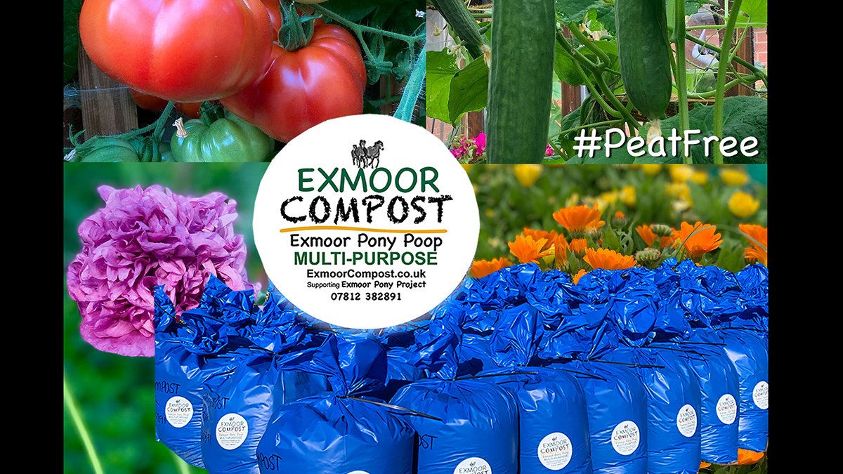 Exmoor Pony Project & Dawn Westcott tweet media